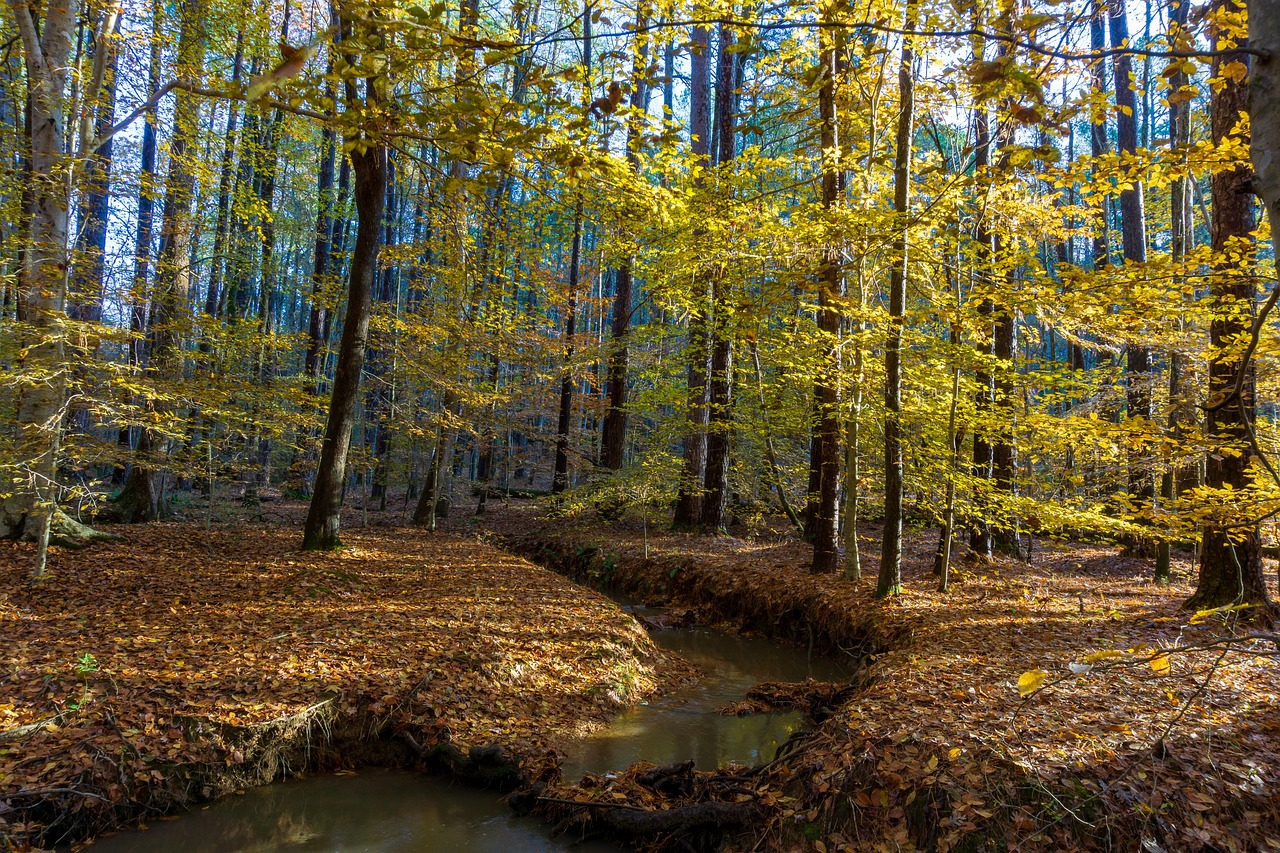 Brices Creek Woods